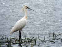 Spatule blanche Platalea leucorodia