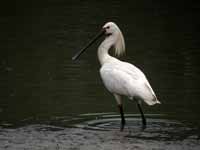 Spatule blanche Platalea leucorodia