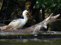 Spatule blanche Platalea leucorodia