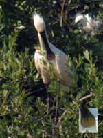 Spatule blanche Platalea leucorodia