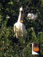 Spatule blanche Platalea leucorodia