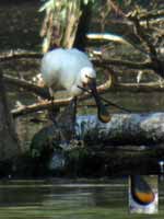 Spatule blanche Platalea leucorodia