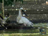 Spatule blanche Platalea leucorodia