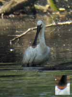 Spatule blanche Platalea leucorodia