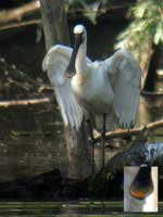 Spatule blanche Platalea leucorodia