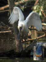 Spatule blanche Platalea leucorodia