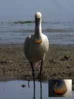 Spatule blanche Platalea leucorodia