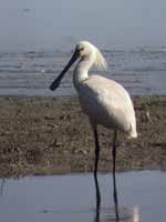 Spatule blanche Platalea leucorodia