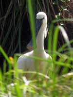 Spatule blanche Platalea leucorodia