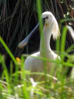 Spatule blanche Platalea leucorodia