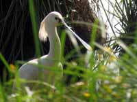 Spatule blanche Platalea leucorodia