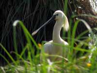 Spatule blanche Platalea leucorodia