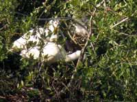 Spatule blanche Platalea leucorodia