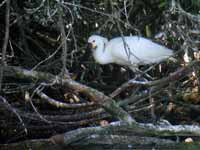 Spatule blanche Platalea leucorodia