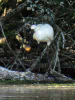 Spatule blanche Platalea leucorodia