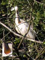 Spatule blanche Platalea leucorodia