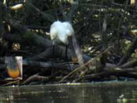 Spatule blanche Platalea leucorodia