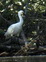 Spatule blanche Platalea leucorodia