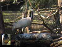 Spatule blanche Platalea leucorodia