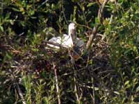 Spatule blanche Platalea leucorodia