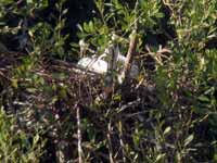 Spatule blanche Platalea leucorodia