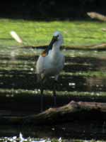 Spatule blanche Platalea leucorodia