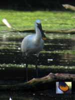 Spatule blanche Platalea leucorodia