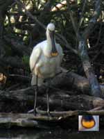 Spatule blanche Platalea leucorodia