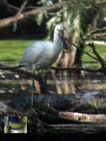 Spatule blanche Platalea leucorodia