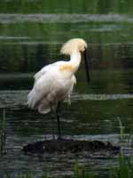 Spatule blanche Platalea leucorodia