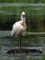 Spatule blanche Platalea leucorodia