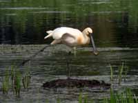 Spatule blanche Platalea leucorodia