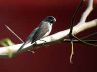 Sporophile à col double Sporophila caerulescens