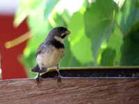 Sporophile à col double Sporophila caerulescens