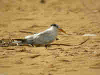 Sterne d’Afrique Sterna albididorsalis albidorsalis