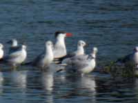 Sterne caspienne Hydroprogne caspia