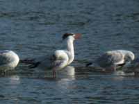 Sterne caspienne Hydroprogne caspia