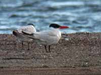 Sterne caspienne Hydroprogne caspia