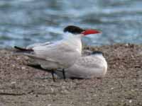 Sterne caspienne Hydroprogne caspia