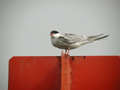 Sterne pierregarin Sterna hirundo