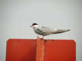 Sterne pierregarin Sterna hirundo