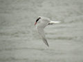 Sterne pierregarin Sterna hirundo