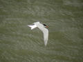 Sterne pierregarin Sterna hirundo