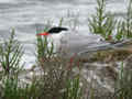 Sterne pierregarin Sterna hirundo