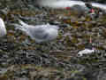 Sterne pierregarin Sterna hirundo