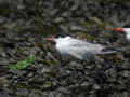 Sterne pierregarin Sterna hirundo