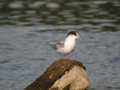 Sterne pierregarin Sterna hirundo