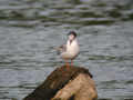 Sterne pierregarin Sterna hirundo