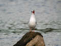 Sterne pierregarin Sterna hirundo