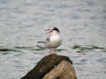 Sterne pierregarin Sterna hirundo